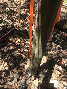 Boundary Marker at back corner of TT Pasture