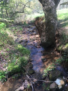 Standing in the creek in TT Pasture