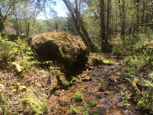 Standing in TT Creek