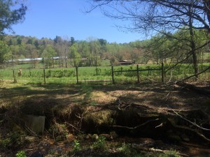 Looking from TT pasture across to Trevor