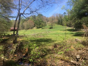 Creek near road looking at TIna and Tara's pasture