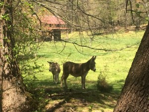 Tina and Tara by the Creek