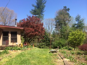 House - Sunroom and big Japanese Maple