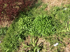 Flower bed by the house before weeding