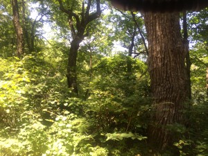 Jeep Ride - Nimblewell Gap