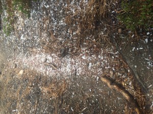 Ice being blown from the trees onto the trail