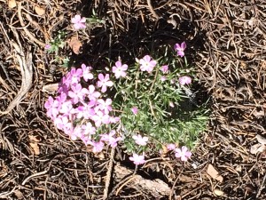 Wild Flowers around Big Bear