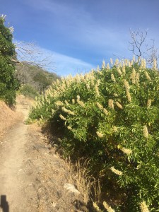 This very fragrant bush was all along the trail in this section.