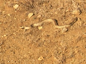 Rattle snake just off the trail.  He was raised up while I walked by