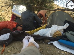 Cheek to Cheek in the lone shade tree