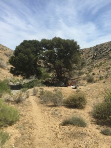 The lone shade tree at Tylerhorse Canyon