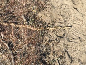 These guys seem to like basking on the trail