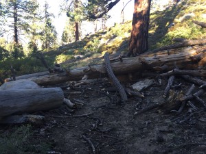 The tree that ended the training hike.  Still there