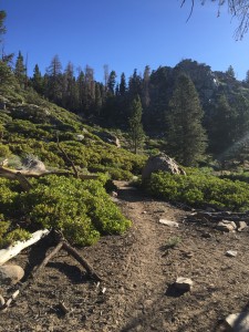 Going to work up through this meadow which has a wonderfully cold stream going through it