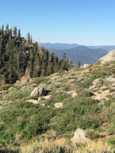 Looking back down from higher up in the meadow