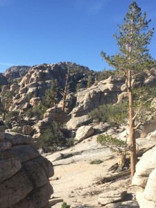 Mile 733 camping spot looking up 