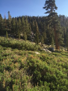 Some more scenery on the way back to the PCT