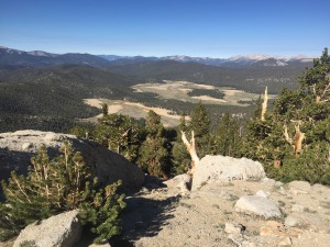 Meadow around Cottonwood Pass