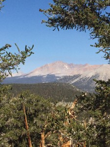 Tree line is pretty clear