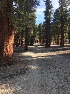 Such a wonderful hike.  Here at 10500 feet.  Large and beautiful trees.  Perfect weather.  