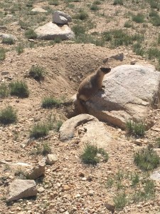 This little guy was worried about something and it was not me.  He was sounding a warning call (or so it sounded to me).  I looked uphill and downhill and in the sky and could not see his concern.  My mind was thinking bear