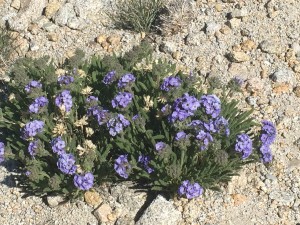 Polemonium eximium (skypilot or showy sky pilot) is a perennial plant in the phlox family (Polemoniaceae) that grows at high altitudes (mostly above 10,000 feet (3,000 m)). It is endemic to the Sierra Nevada in California where it grows in the talus of the high mountain slopes.[3][4] Wildflower enthusiasts consider it to be among the best of the Sierra wildflowers, and highly rewarding to find