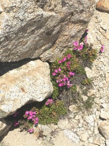 Epilobium obcordatum is a species of perennial plant in the primrose family (Onagraceae), known by the common name rockfringe willowherb and rock fringe. It is native to the western United States from California to Idaho, where it is found in rocky mountainous areas. This small perennial is clumpy to mat-forming and spreads from a woody caudex, especially in nooks between rocks. It has stems lined with oval or rounded leaves which spread parallel to the ground or ascend somewhat. At the tips of the thin stems are flowers each with four petals. The petals are magenta to purple, rounded and notched, often in a perfect heart shape, and are one or two centimeters long. The glandular, club-like, ridged fruit is a capsule two to four centimeters long growing on a short stalk.