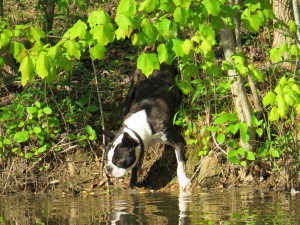 Frog Hunter Extraordinaire!