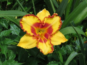 Day Lilly