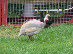 Guineas!