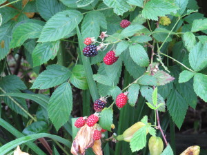 Tons of Blackberries (not all shown in this picture)