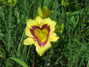 Day Lilly 