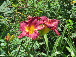 Day Lilly