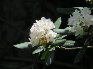 Mountain Laurel Bloom