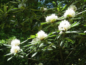 Mountain Laurel in Bloom - June 2015