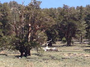 Bristlecone Pine