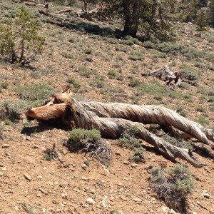 The shapes of the roots create fantastic images,  Anyone see a dog resting