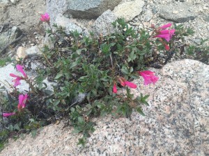 Pride of the Mountain (Penstemon newberryi)