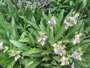 Sierra shooting star - Dodecatheon jeffreyi 