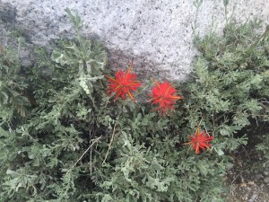 Giant Red Indian Paintbrush (Castilleja Miniata).