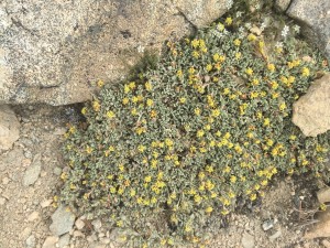 turpentine cymopterus (Cymopterus terebinthinus)