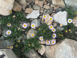 Brewer's Fleabane (Erigeron breweri Gray).