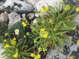 Club-moss ivesia (Ivesia Lycopodioides)