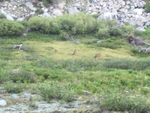 The deer don't mind the PCT hikers at all