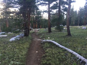 Ah........ so nice.  Level and soft trail.  Very rare in High Sierras