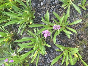 Sierra Shootingstar (Primula jeffreyi)