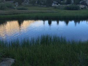 Beautiful pond and marshes