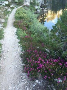 Wanted to show the trail going along a lake and the vegetation 