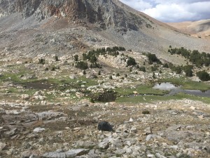 Tundra heading to Pinchot Pass.  