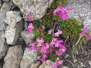 Sierra primrose (Primula suffrutescens)